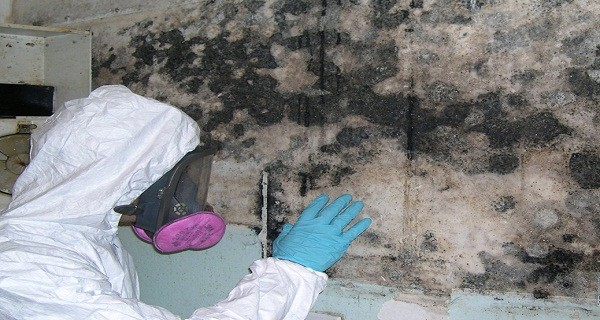 fort-lauderdale-mold-removal