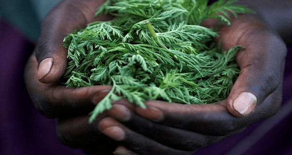 amazing-herb-kills-98-of-cancer-cells-in-just-16-hours