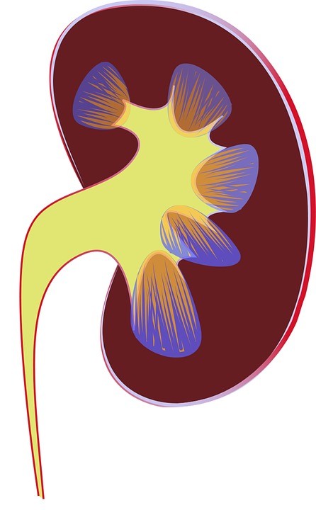 kidney-1710923_960_720