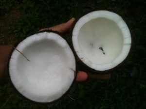 kokosový